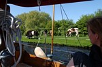 polder koeien
