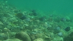 Guadeloupe onderwater