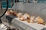 Conch schelpen