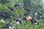 Fregatvogels