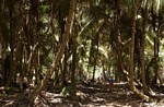 palmenbos