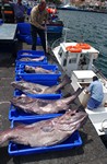 grote vissen uit een klein bootje