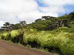 dikke moslaag langs de weg, het water druipt in de goot