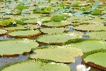 Waterlelieblad