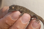 Gekko