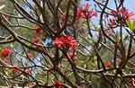 bloemen in een boom