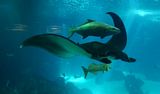 mantarog met vriendjes