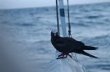 de onbekende vogel