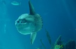 Zo ziet een mola-mola eruit onderwater. Deze foto namen we in het aquarium in Lissabon. Bovenwater zie je alleen zijn rugvin heen en weer zwabberen.  Een raar gezicht. Als de zon schijnt liggen ze plat, horizontaal in het water te zonnen om hun lichaamstemperatuur omhoog te krijgen.